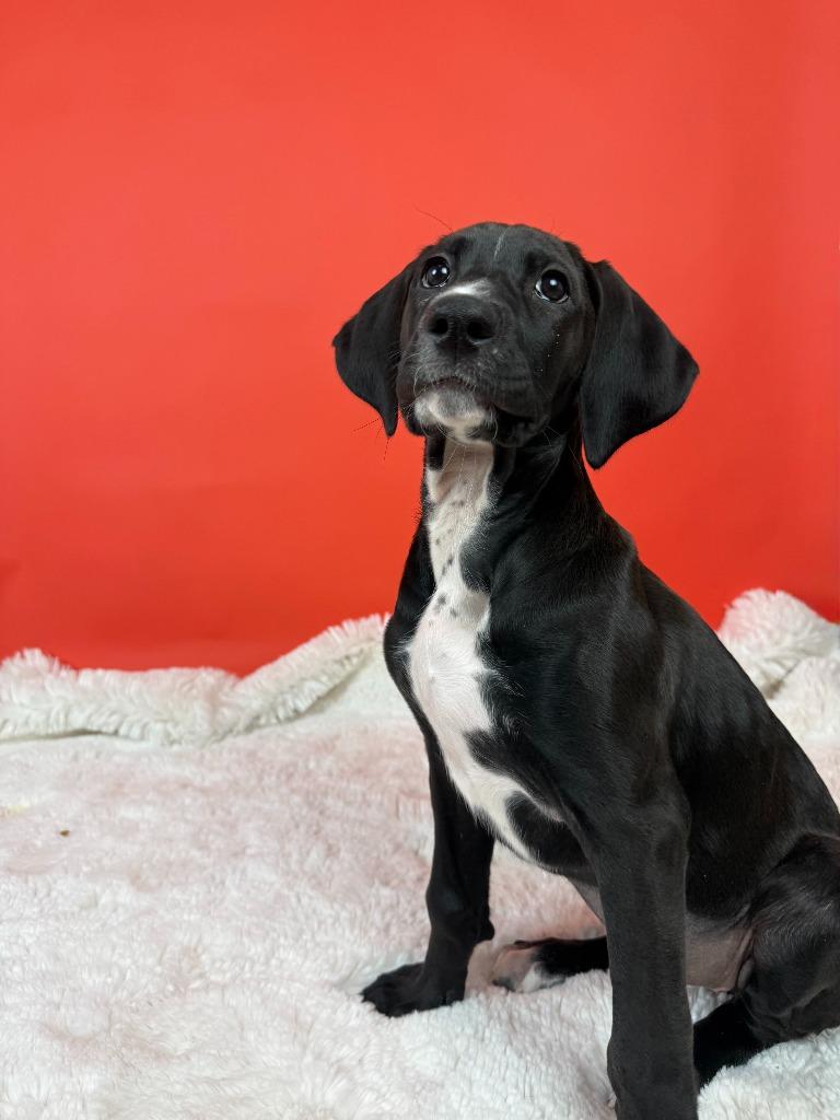 Enlarge Perjury, a Adoptable mixed breed in Phoenix, AZ image 4/6