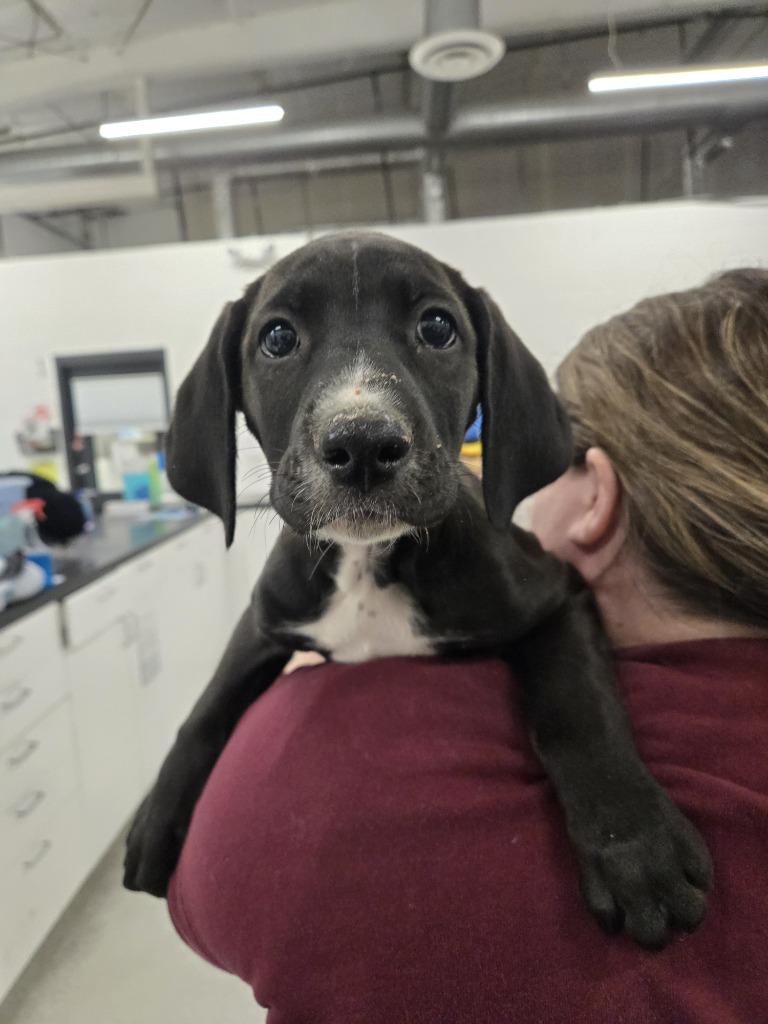 Enlarge Perjury, a Adoptable mixed breed in Phoenix, AZ image 5/6