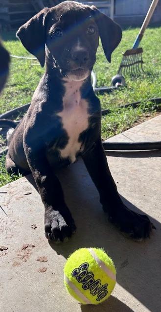 Enlarge Perjury, a Adoptable mixed breed in Phoenix, AZ image 6/6