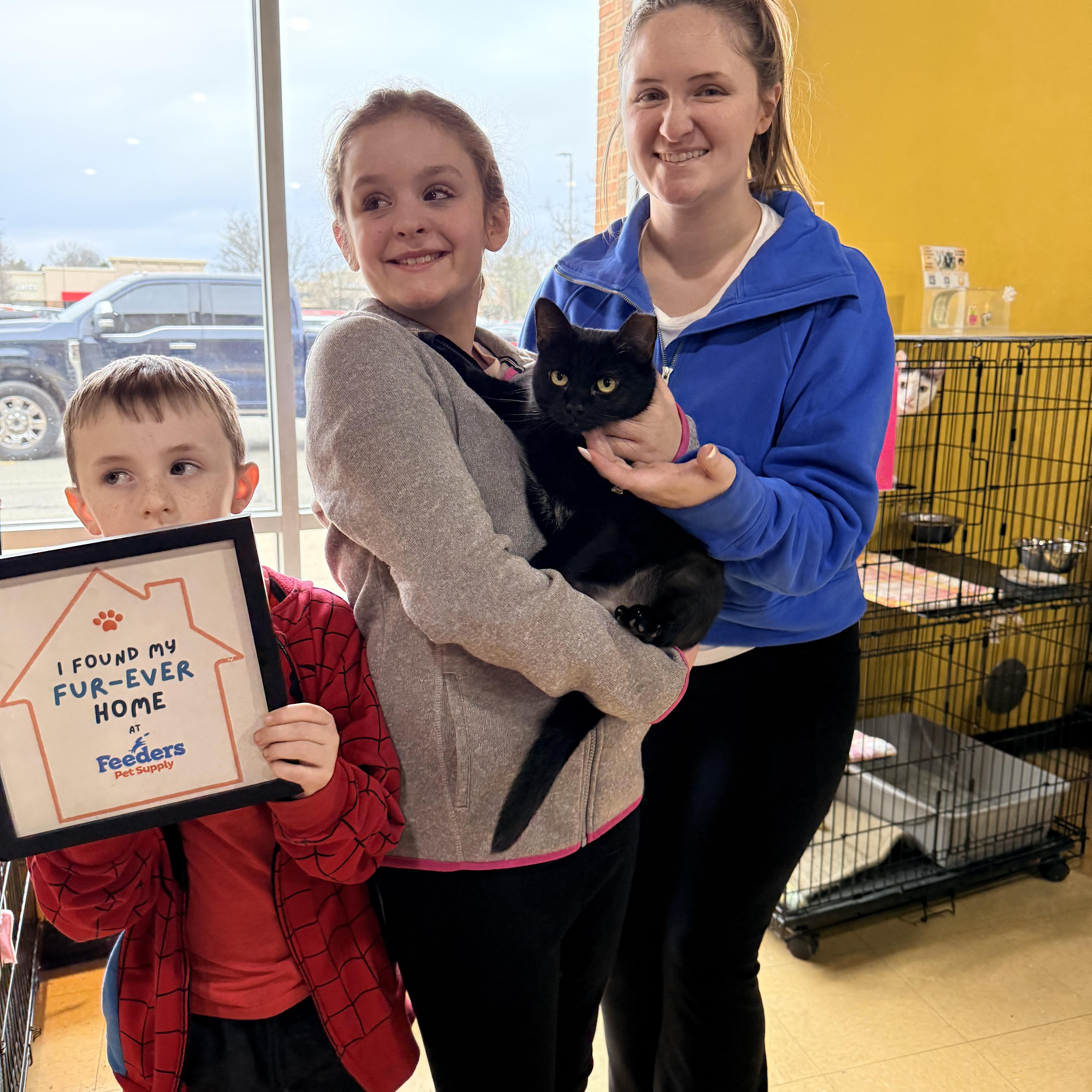 Enlarge Luna, an adopted Domestic Short Hair in Louisville, KY image 2/2