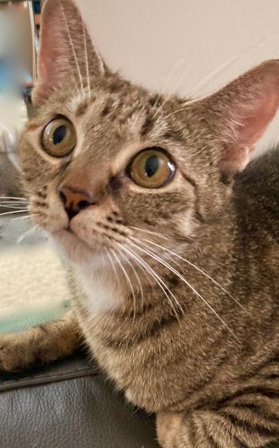 Enlarge Orange Blossom - Lap Cat, a ADOPTABLE Domestic Short Hair in Durham, CT image 1/1