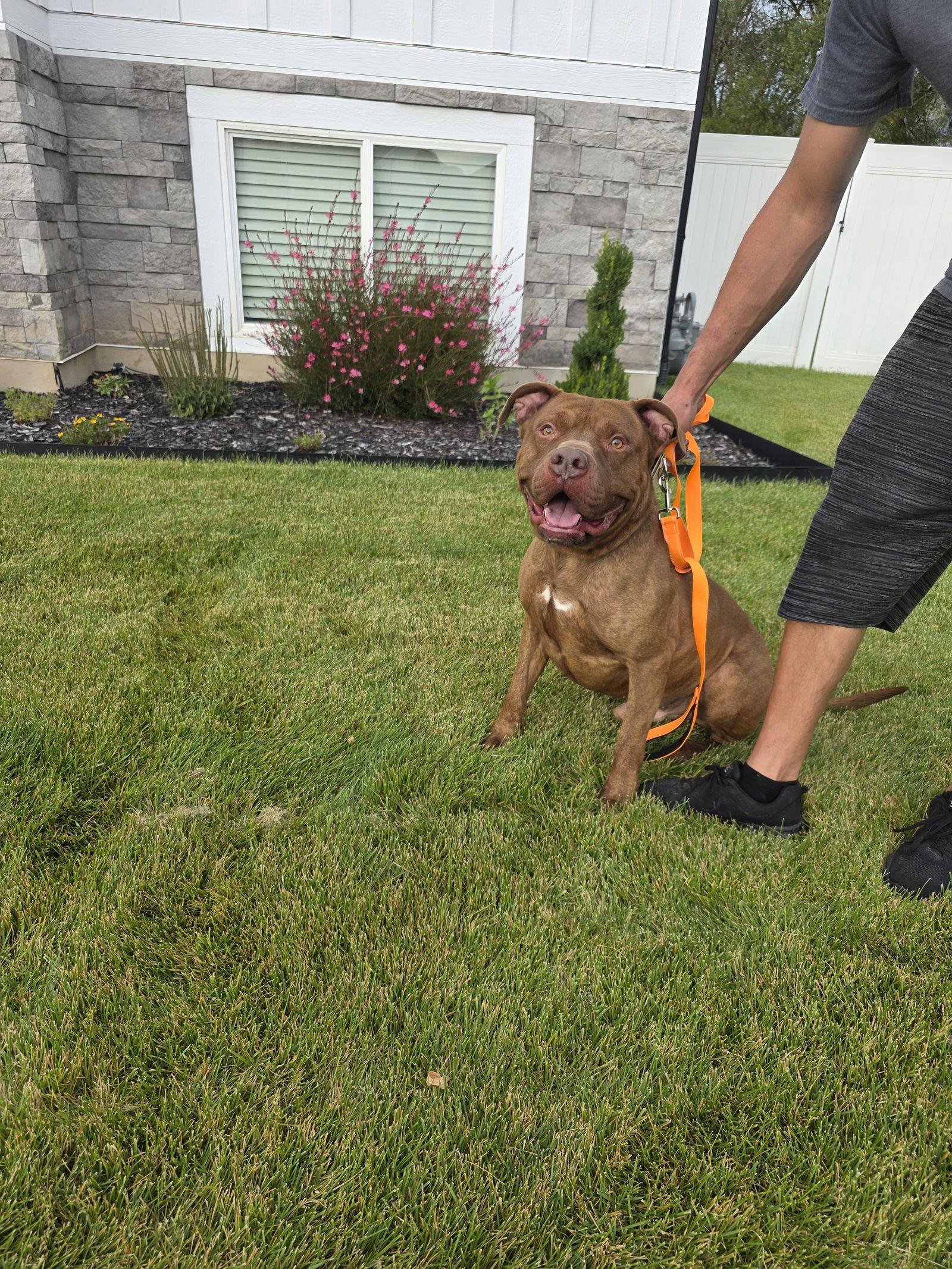 Porkchop, Adoptable, Adult Male Pit Bull Terrier.