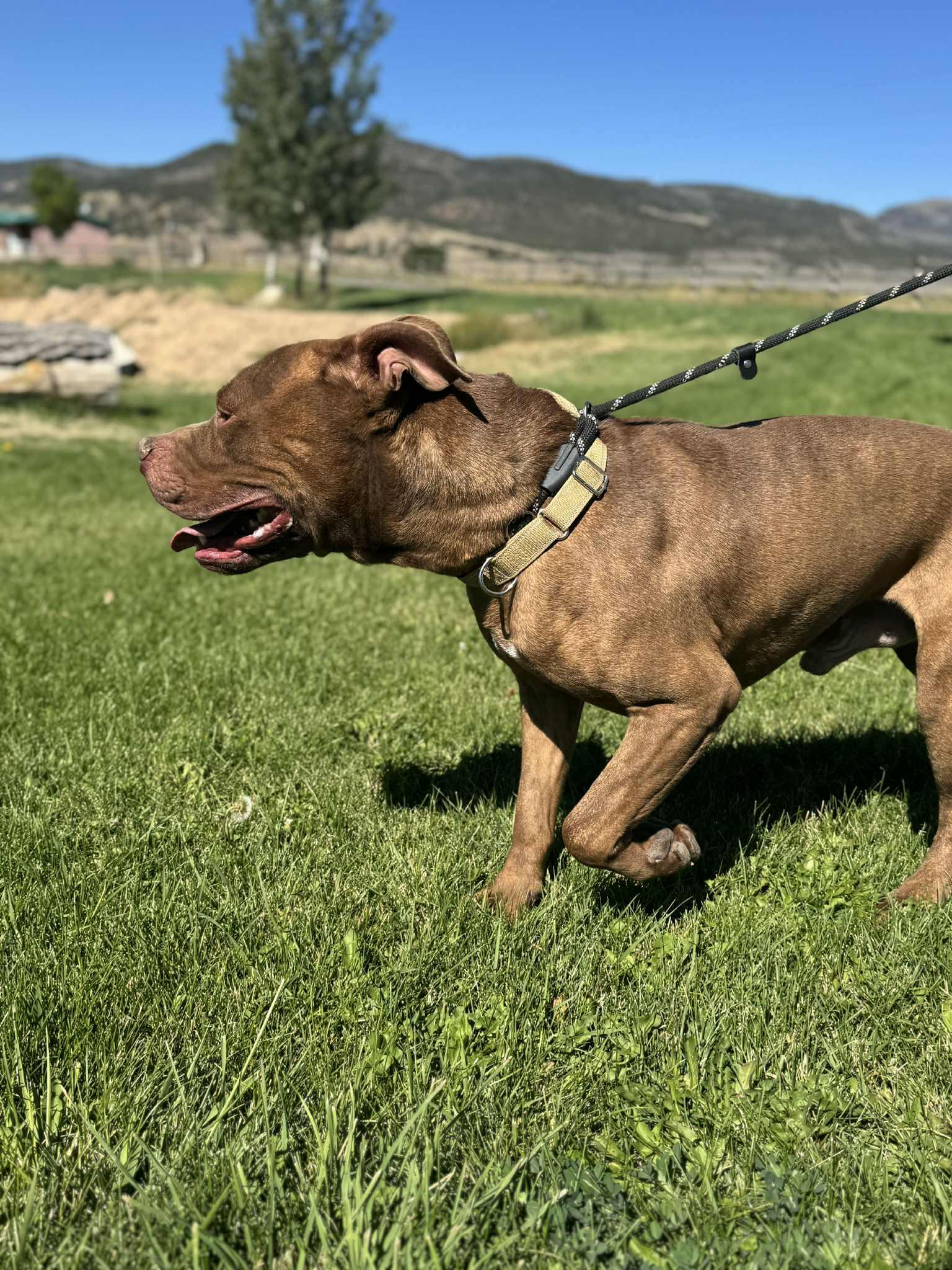 Enlarge Porkchop, a Adoptable Pit Bull Terrier in Midway, UT image 3/3