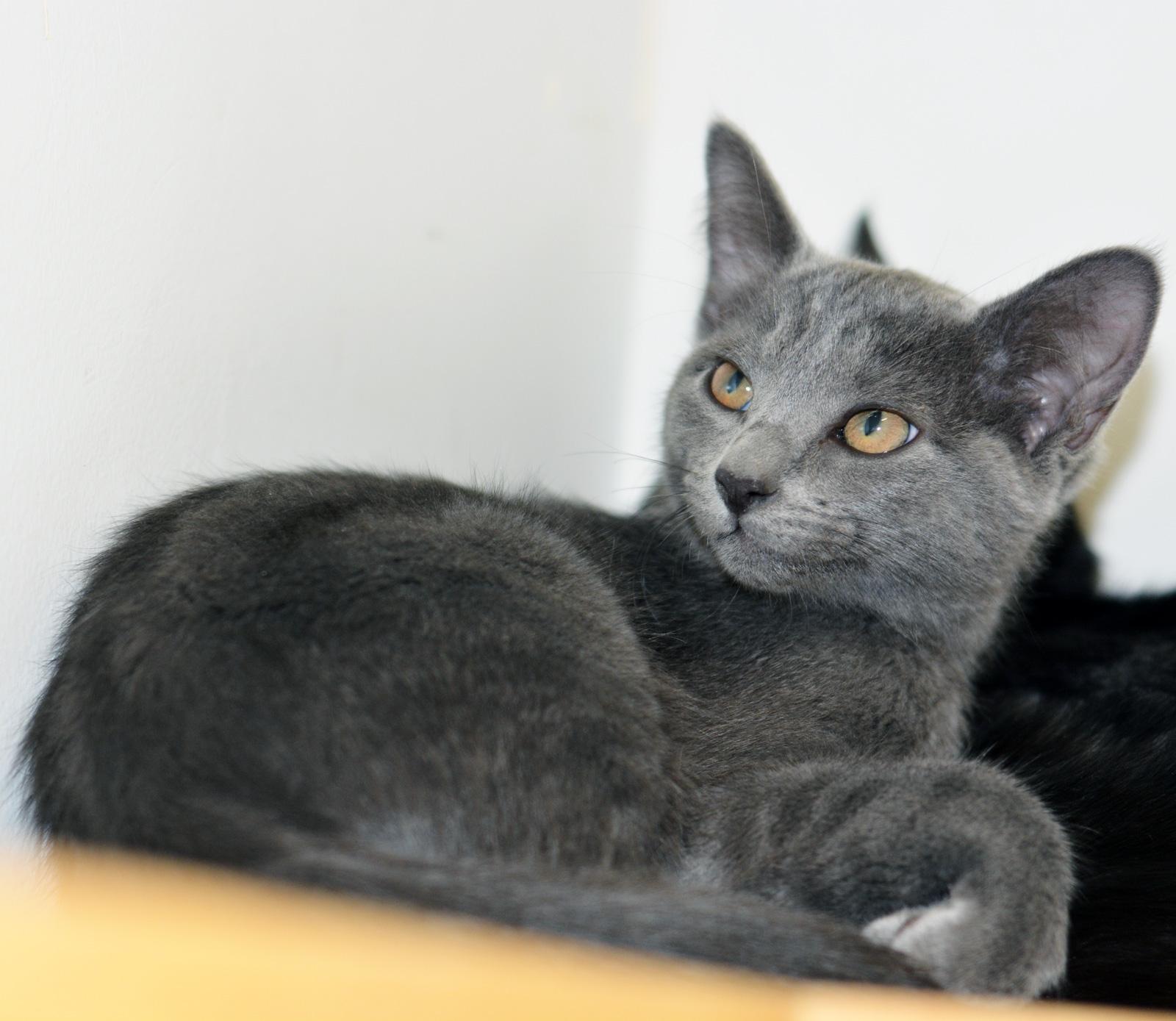 LIESL, a ADOPTABLE Domestic Short Hair in San Clemente, CA image 2/2