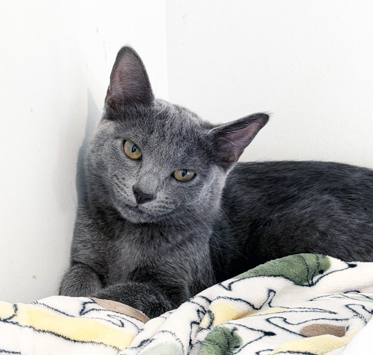 LIESL, ADOPTABLE, Kitten Female Domestic Short Hair.