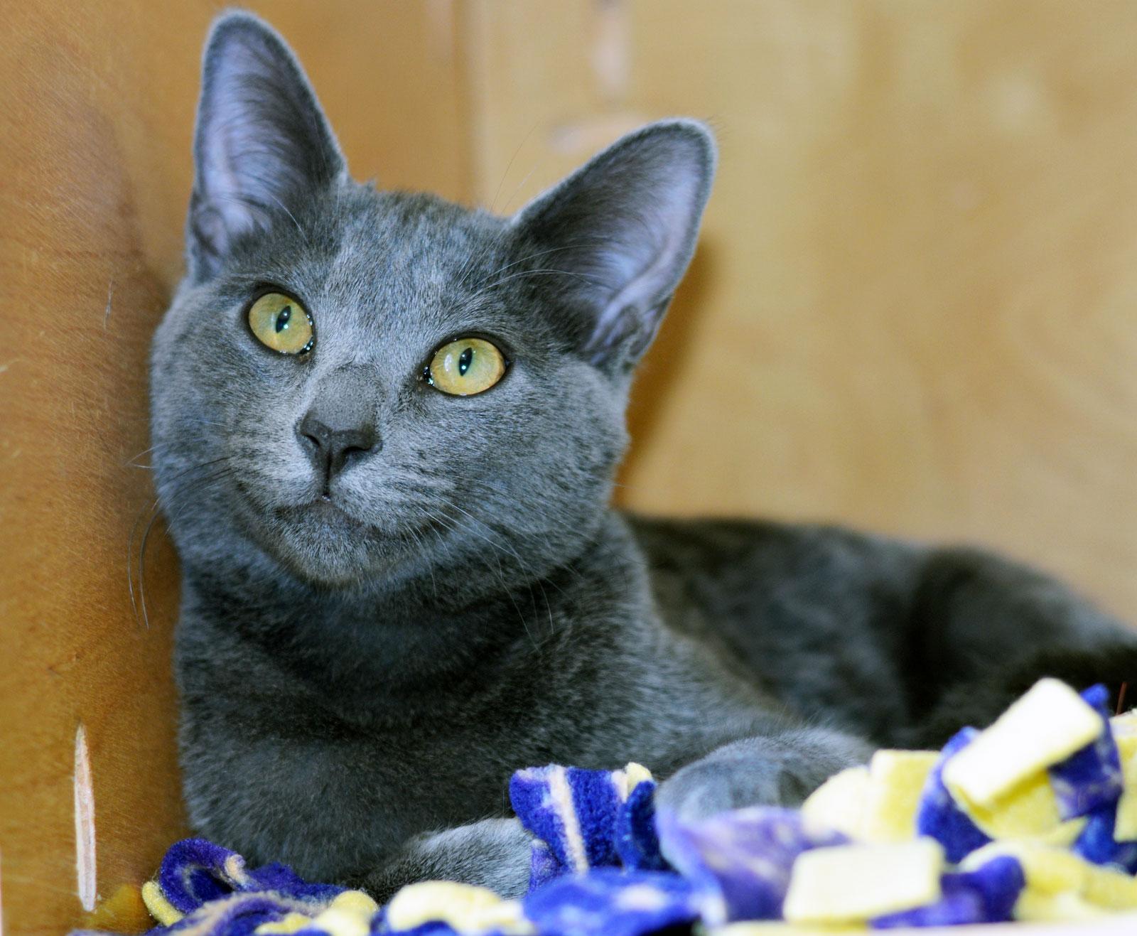 LIESL, ADOPTABLE, Kitten Female Domestic Short Hair.