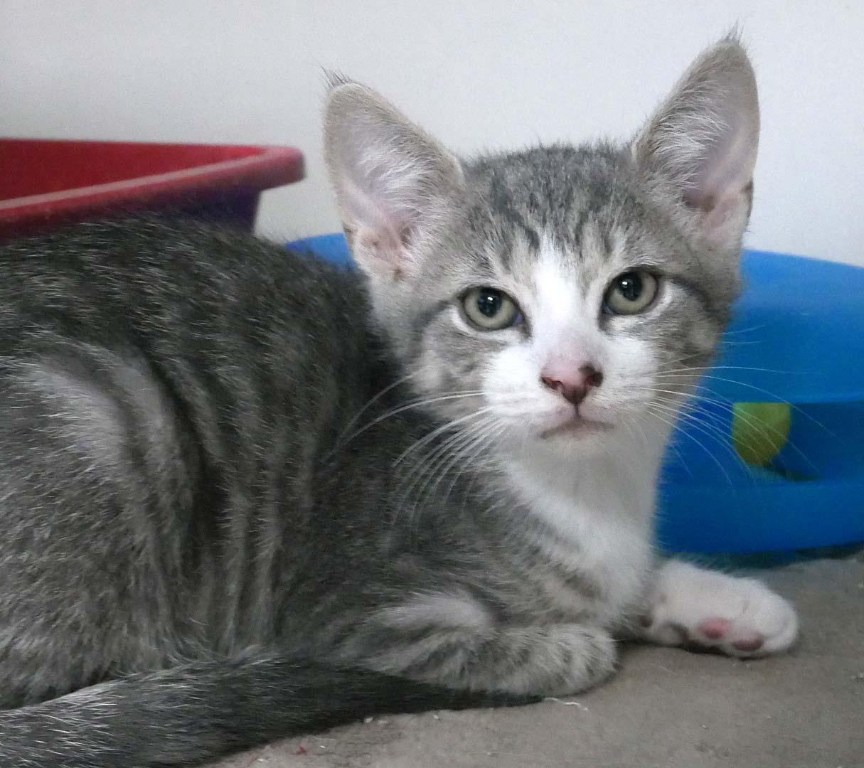 Dewey, a ADOPTABLE Domestic Short Hair in Bloomingdale, NJ image 3/3