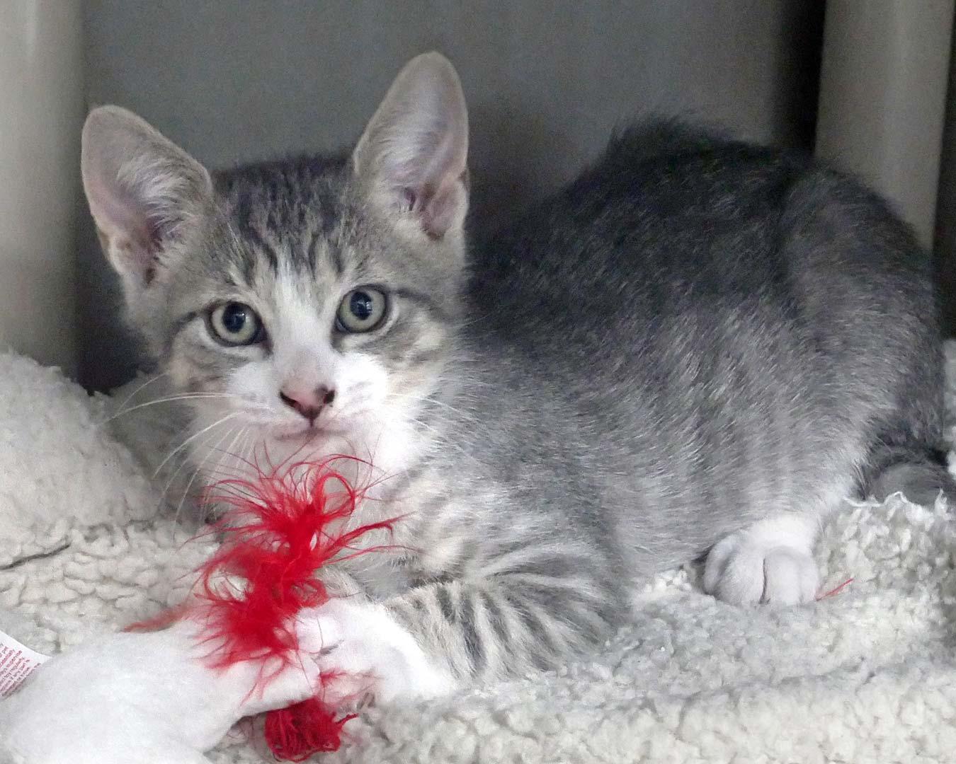 Dewey, ADOPTABLE, Kitten Male Domestic Short Hair.