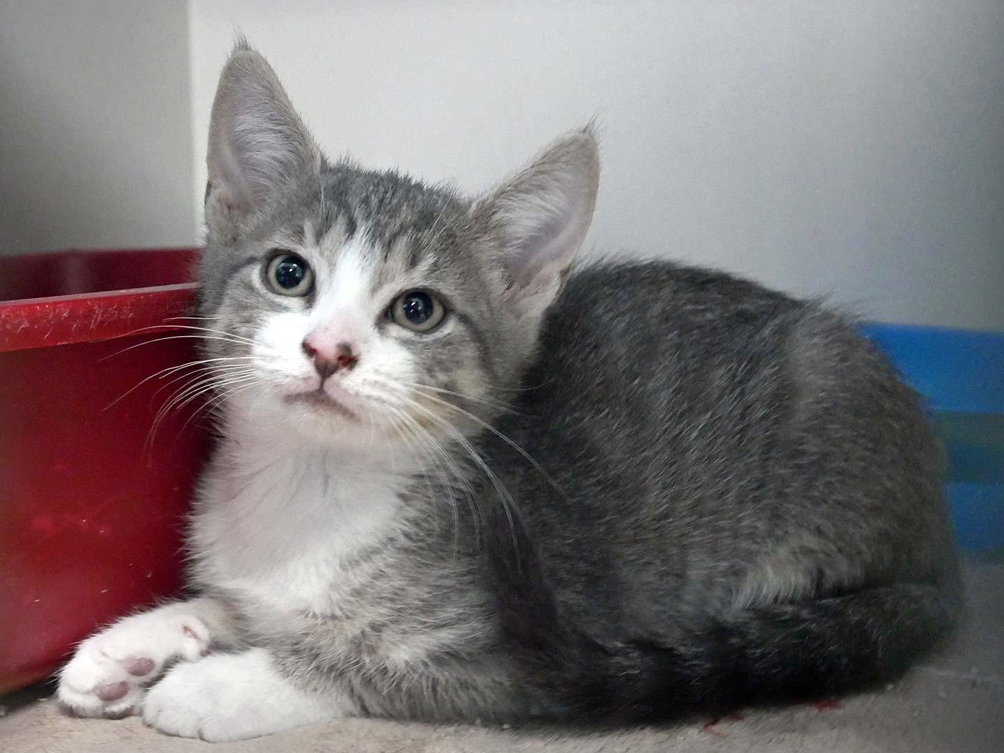 Dewey, a ADOPTABLE Domestic Short Hair in Bloomingdale, NJ image 2/3