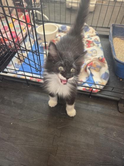Enlarge Flea, an adopted mixed breed in Canon City, CO image 1/1