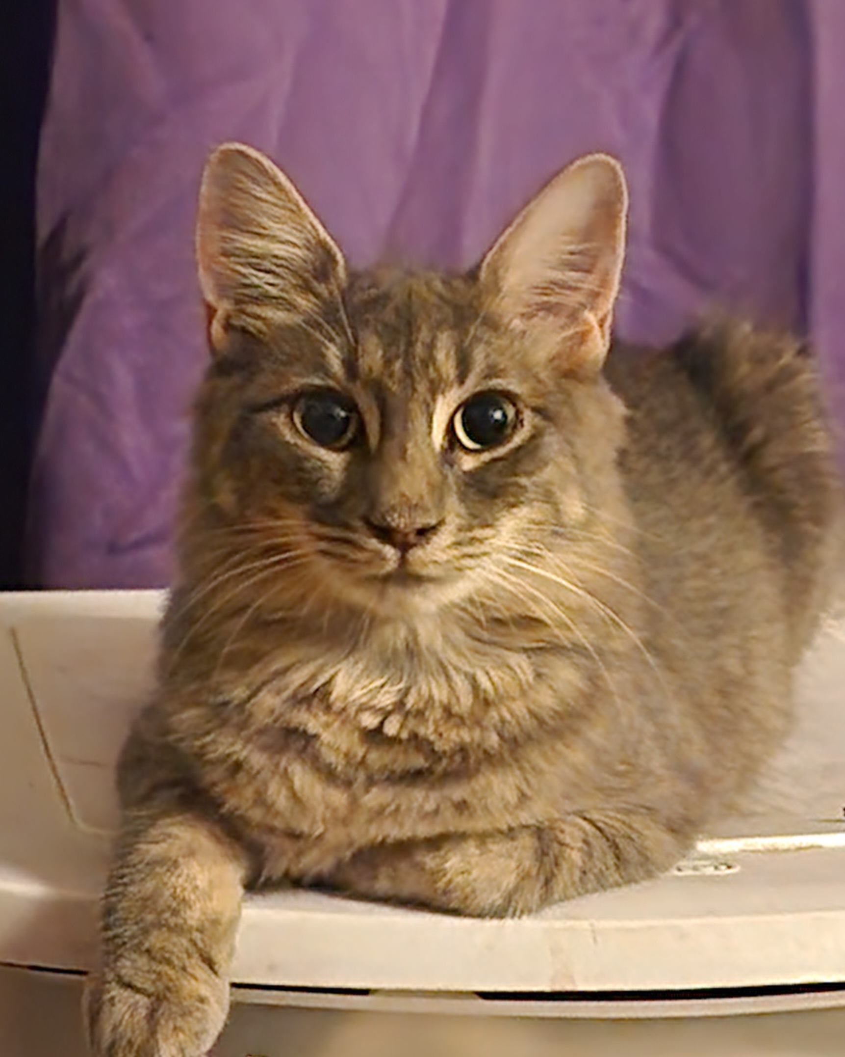 Cat for adoption Asanti, a Domestic Medium Hair Mix in New York, NY