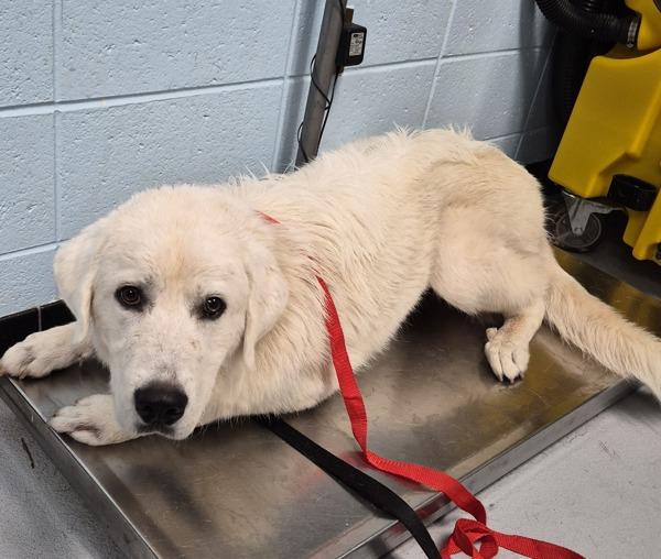 In Foster Pickles, Adoptable, Adult Male Great Pyrenees.