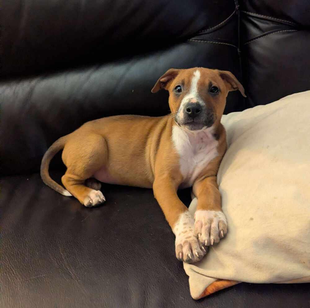 Thaddeus, Adoptable, Puppy Male Boxer.