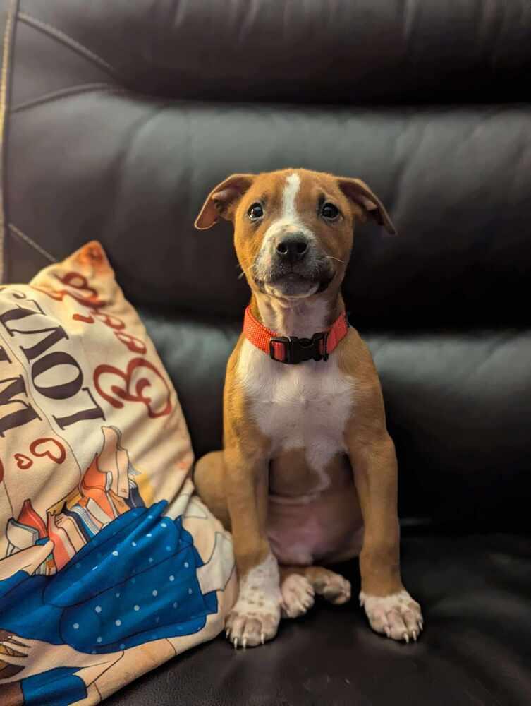 Thaddeus thumbnail 2