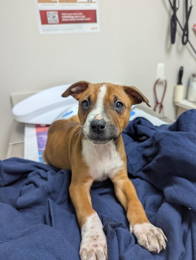 Enlarge Thaddeus, a Adoptable mixed breed in New Albany, OH image 1/4