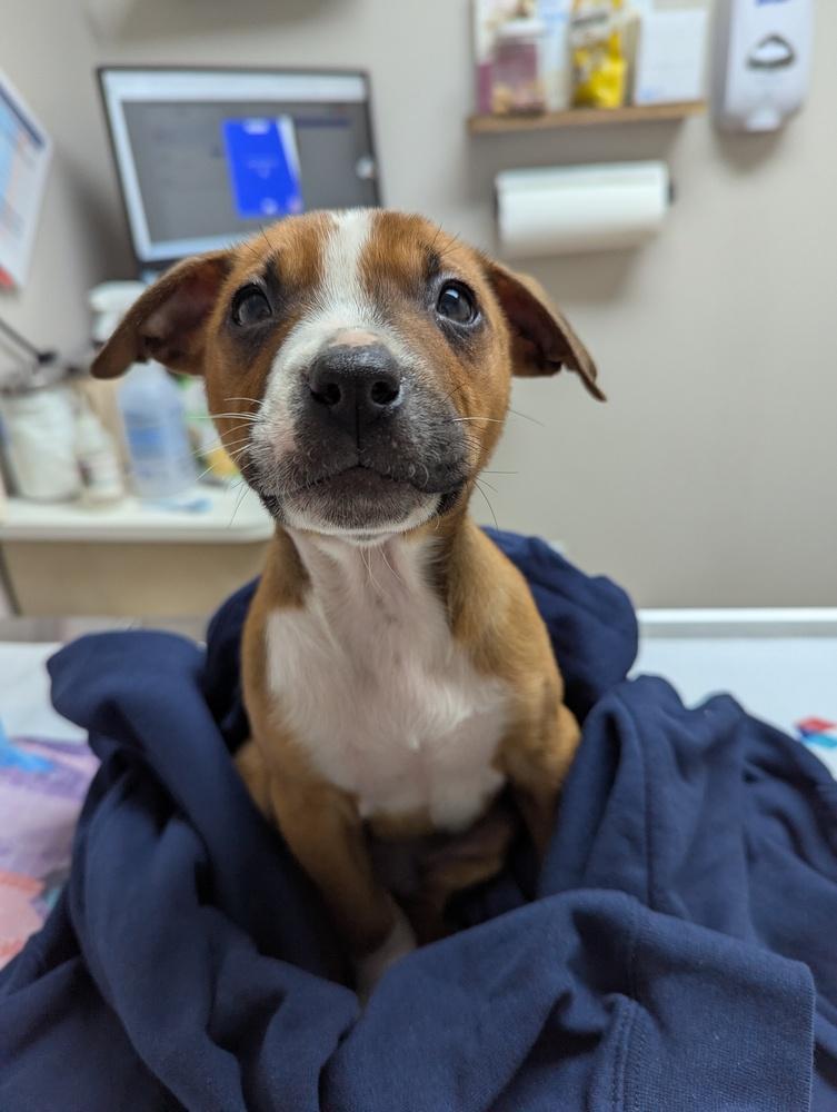 Thaddeus thumbnail 4