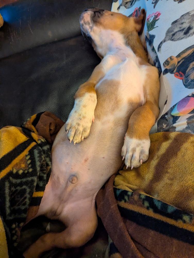 Enlarge Thaddeus, a Adoptable mixed breed in New Albany, OH image 3/4