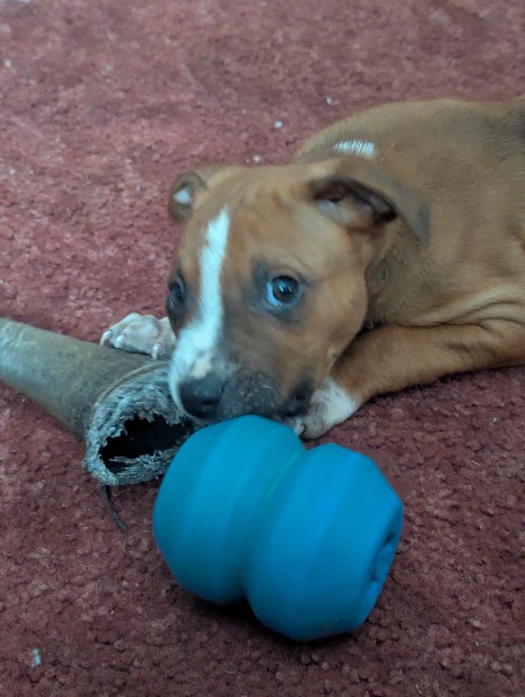 Enlarge Thaddeus, a Adoptable mixed breed in New Albany, OH image 4/4