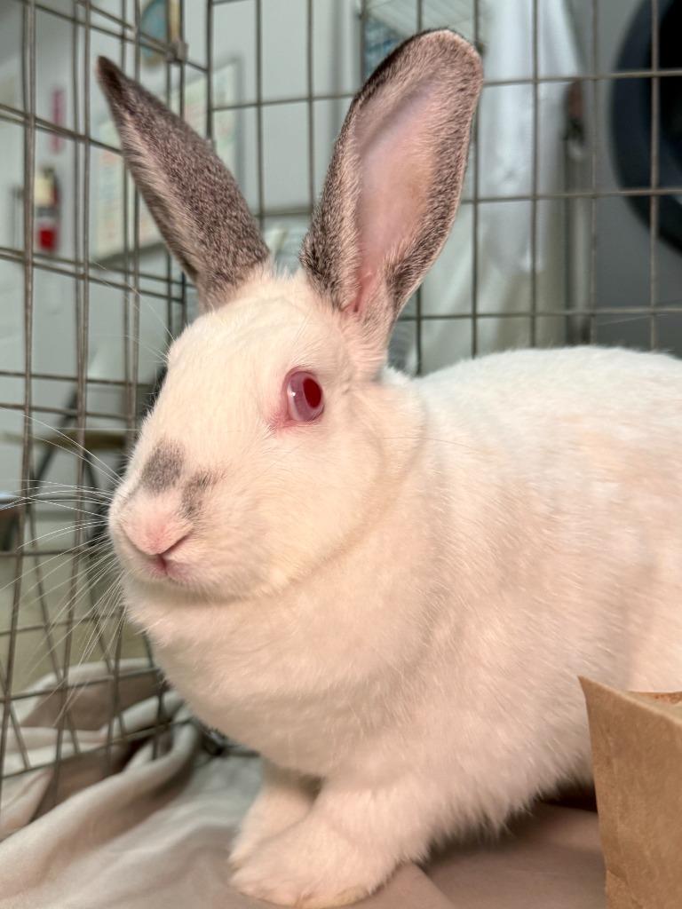 Enlarge Snowball, a Adoptable Californian in Pflugerville, TX image 2/6