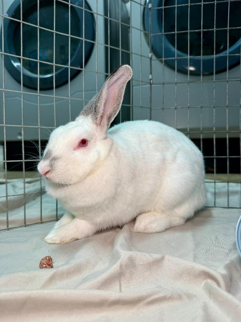 Enlarge Snowball, a Adoptable Californian in Pflugerville, TX image 3/6