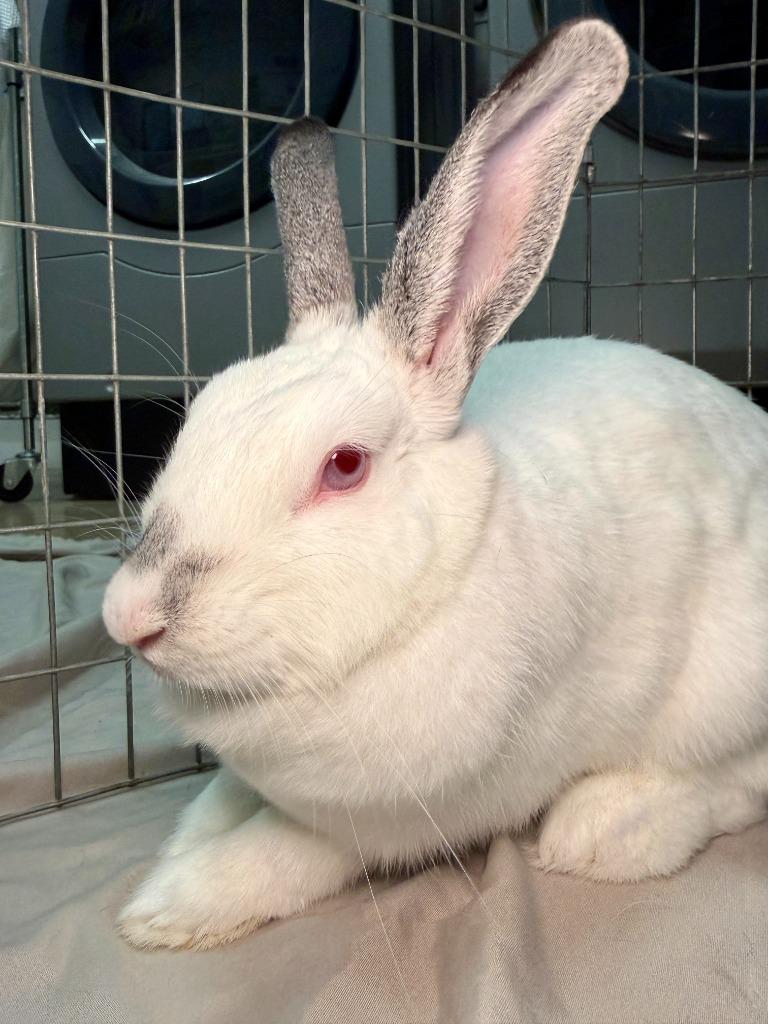 Enlarge Snowball, a Adoptable Californian in Pflugerville, TX image 4/6