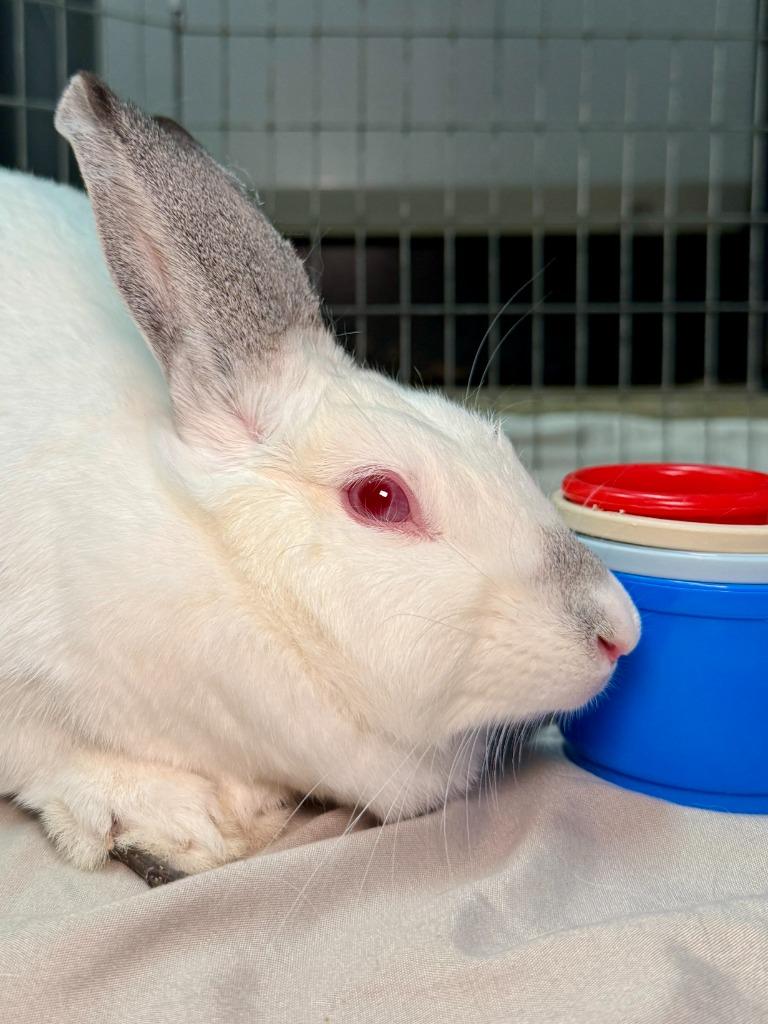 Enlarge Snowball, a Adoptable Californian in Pflugerville, TX image 5/6