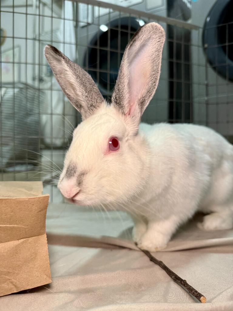 Enlarge Snowball, a Adoptable Californian in Pflugerville, TX image 6/6