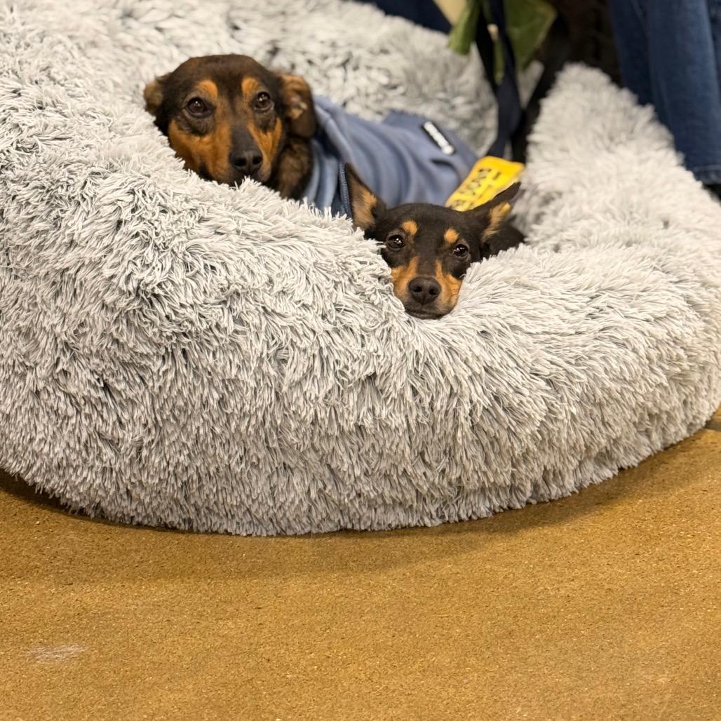 Ella — thumbnail 3