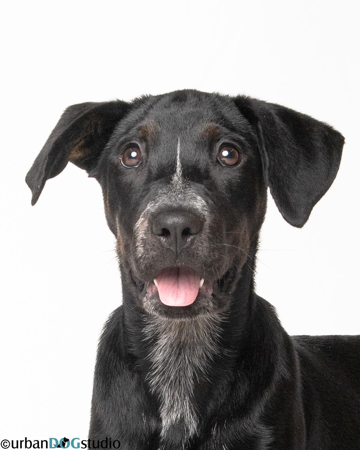Willow - F, Adoptable, Puppy Female Hound & Labrador Retriever.
