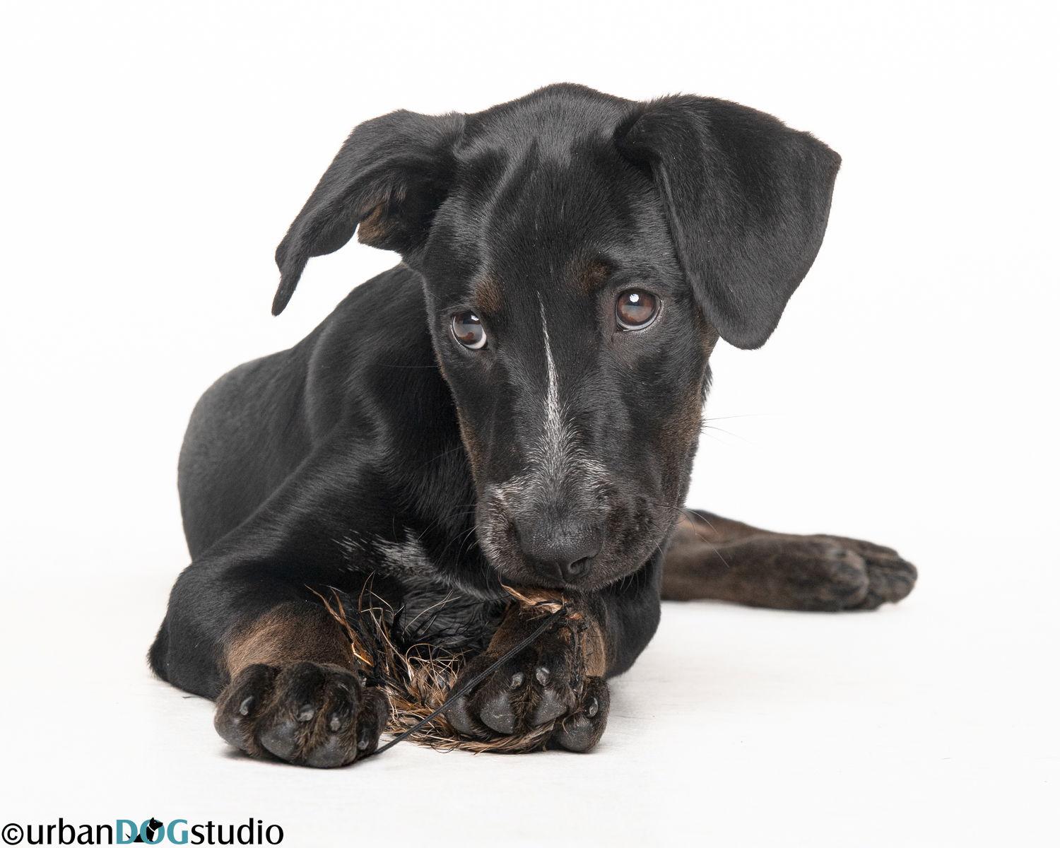 Willow - F, a Adoptable mixed breed in Tampa, FL image 3/3