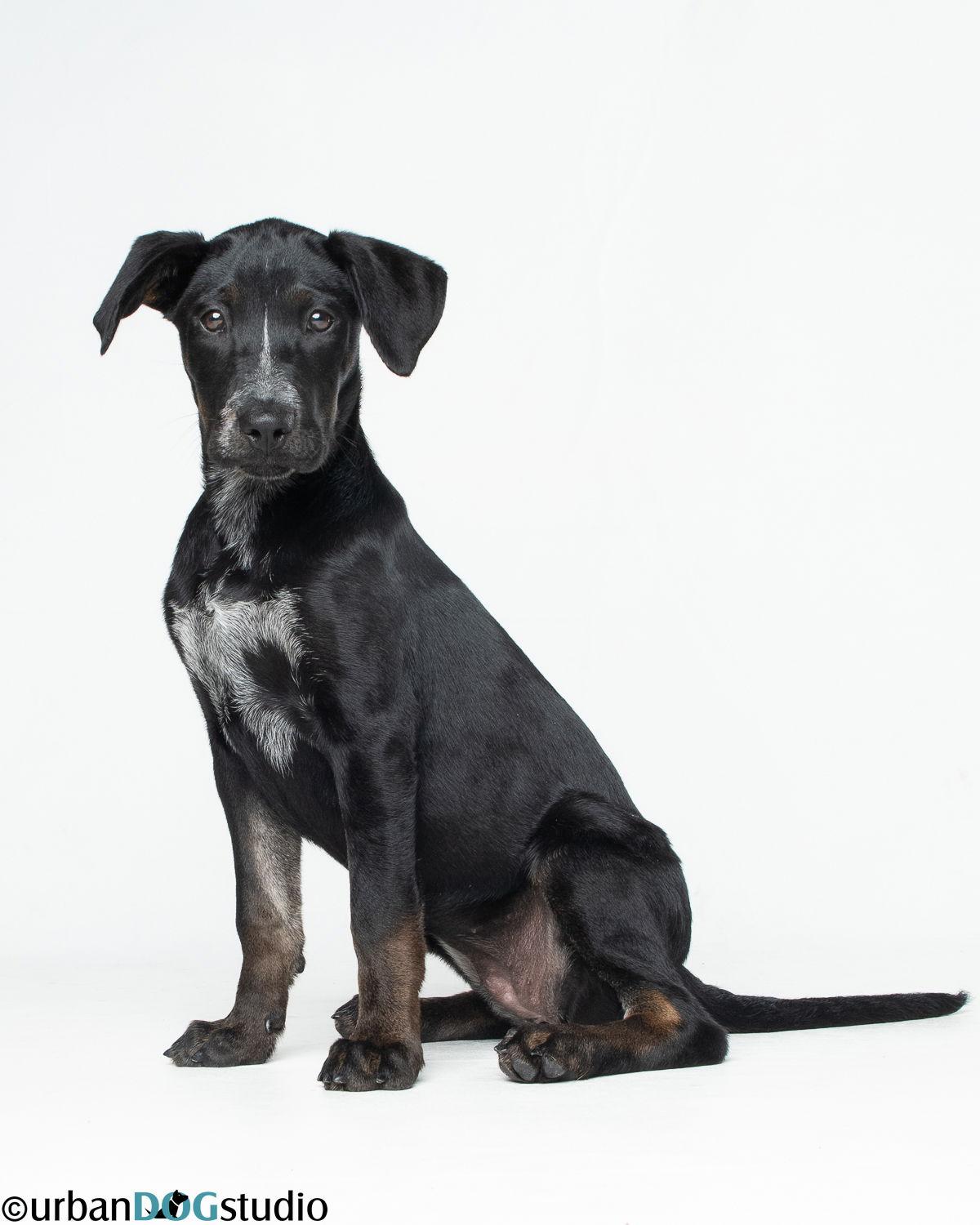 Willow - F, a Adoptable mixed breed in Tampa, FL image 2/3