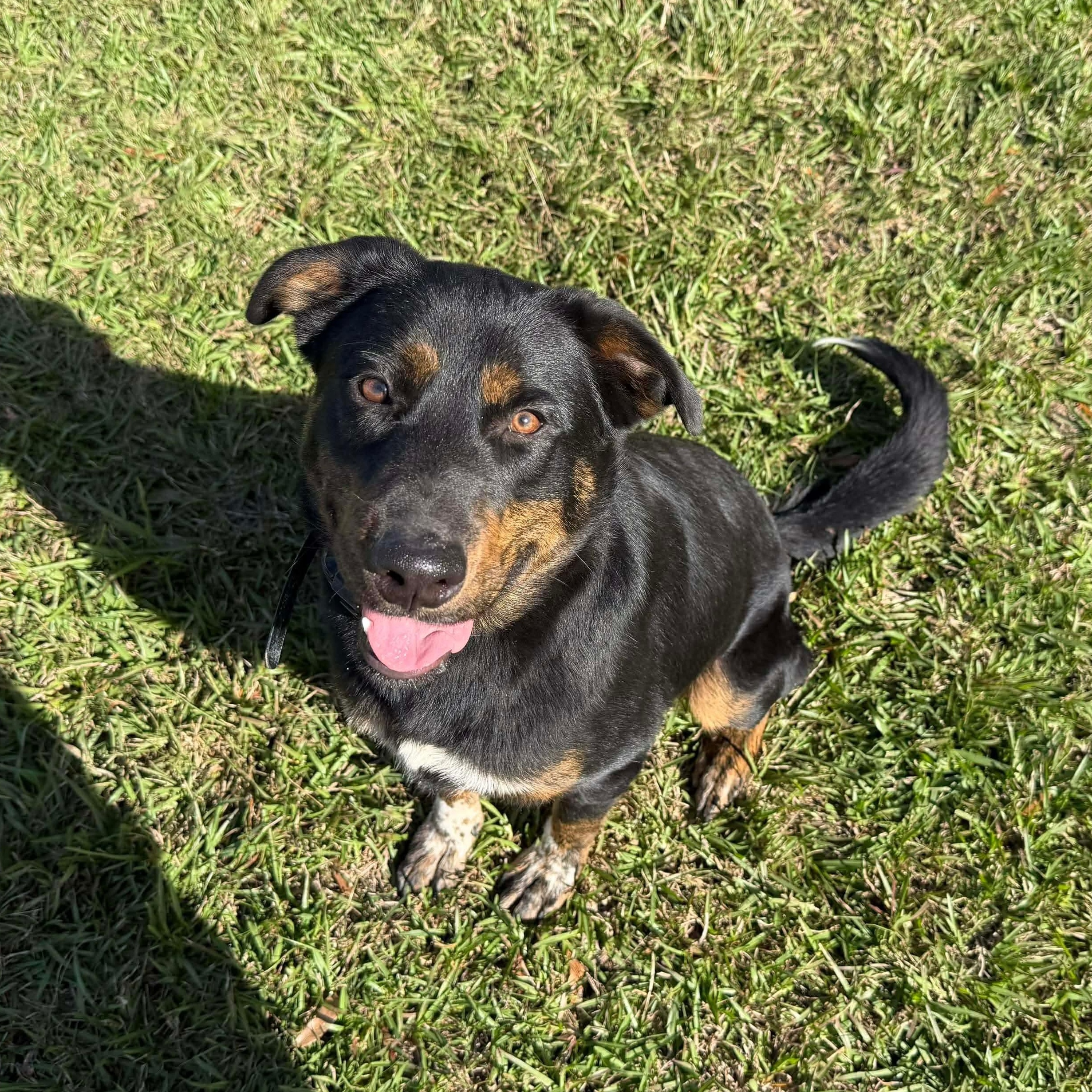 Enlarge Sammie, an adopted mixed breed in Humble, TX image 2/6