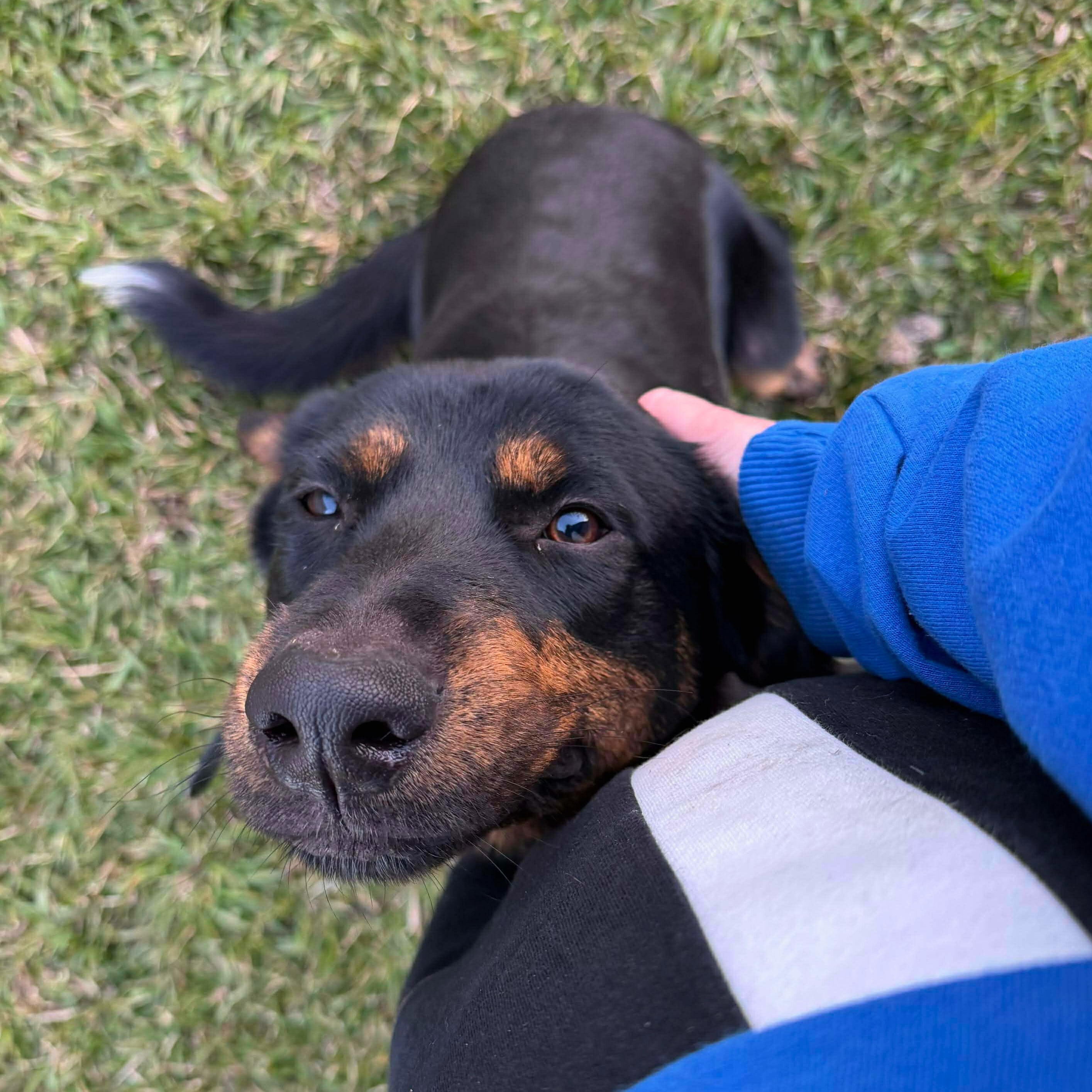 Sammie, adopted, Young Male Australian Cattle Dog / Blue Heeler & German Shepherd Dog.