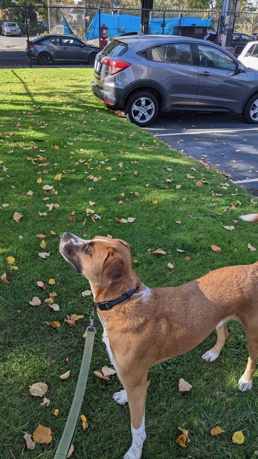Riley, a Adoptable mixed breed in Brooklyn, NY image 2/3