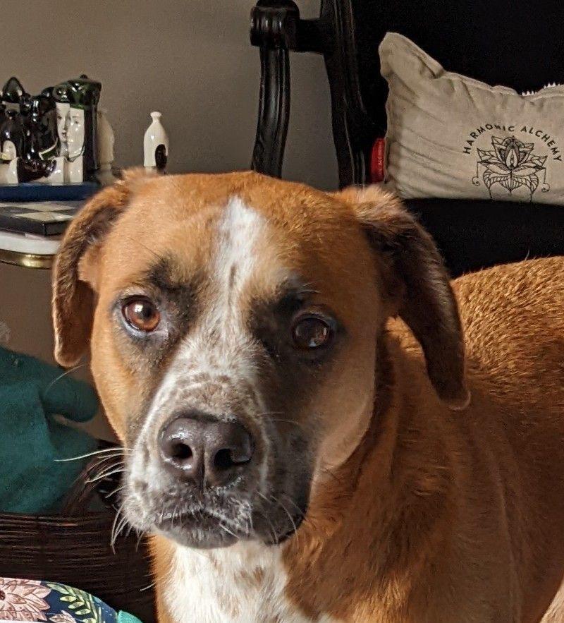 Riley, Adoptable, Young Male Boxer & Hound.