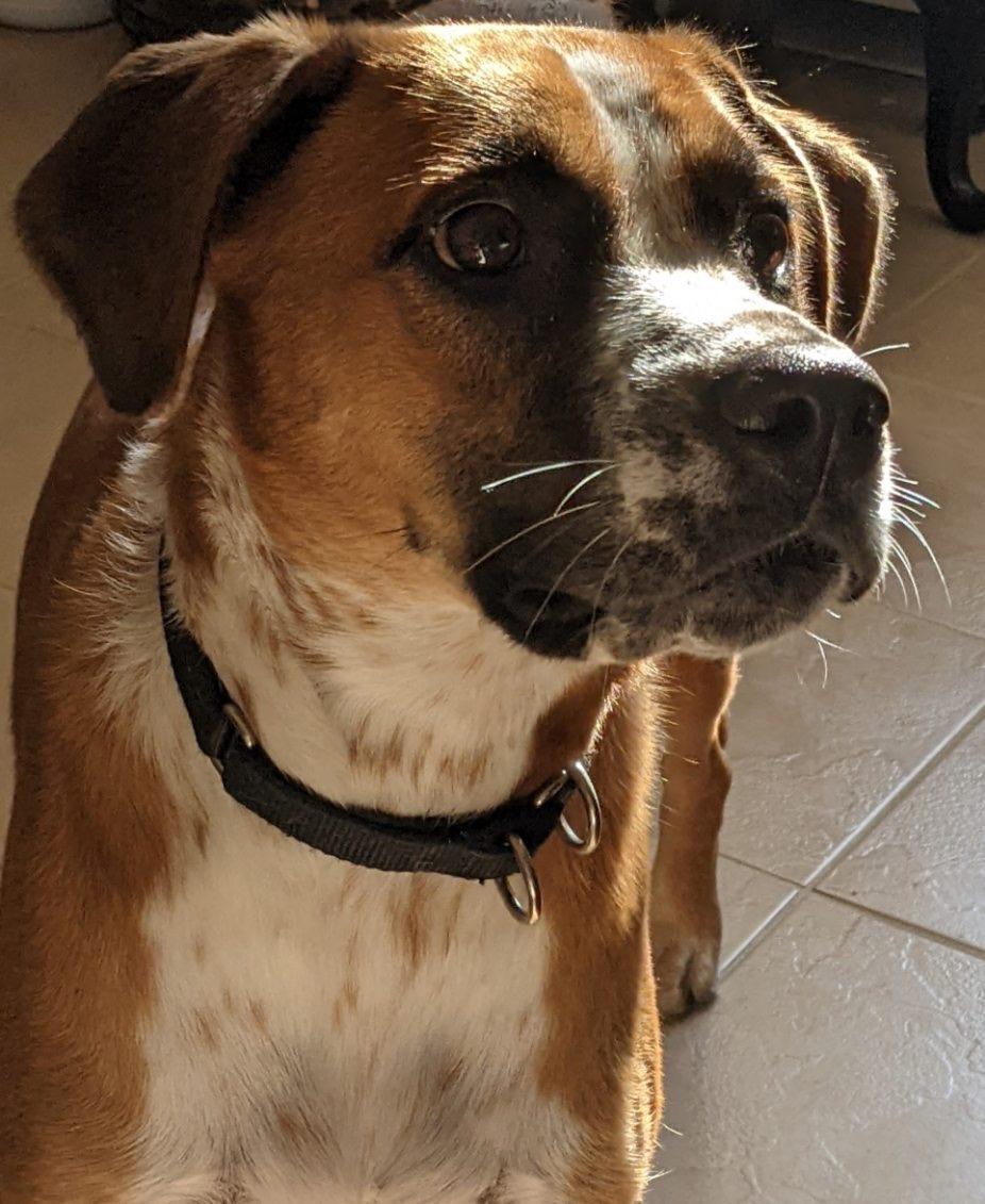 Riley, a Adoptable mixed breed in Brooklyn, NY image 3/3