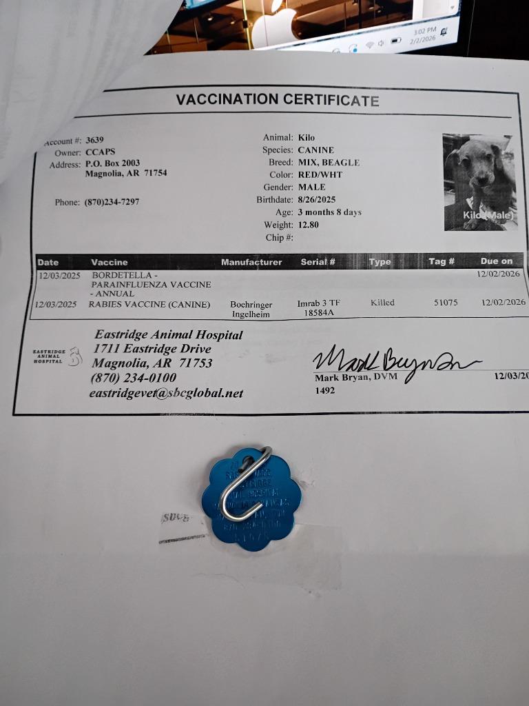 Enlarge Kilo, a Adopted mixed breed in Rockford, IL image 1/6