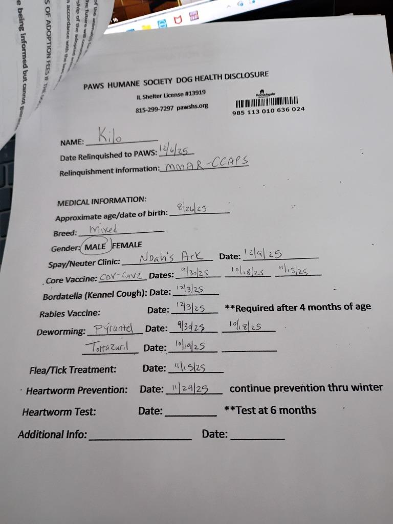 Enlarge Kilo, a Adopted mixed breed in Rockford, IL image 2/6