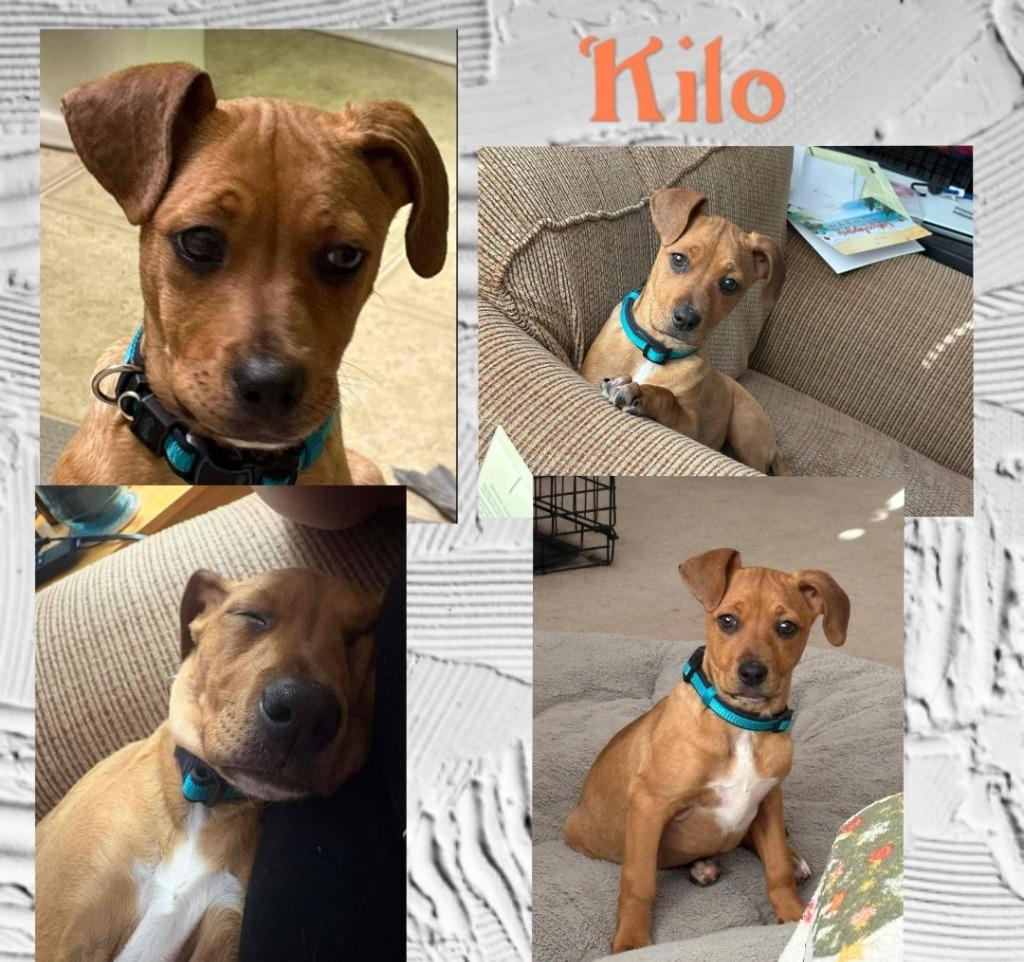 Enlarge Kilo, a Adoptable mixed breed in Rockford, IL image 1/4