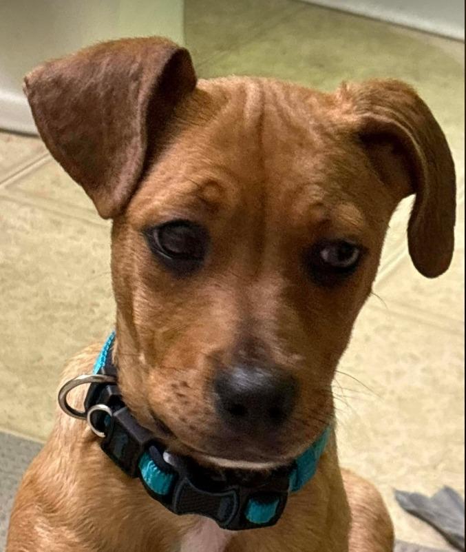 Enlarge Kilo, a Adoptable mixed breed in Rockford, IL image 2/4