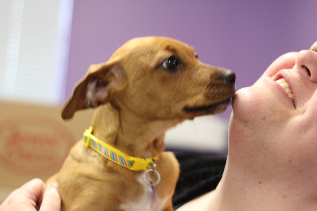 Enlarge Kilo, a Adoptable mixed breed in Rockford, IL image 4/4