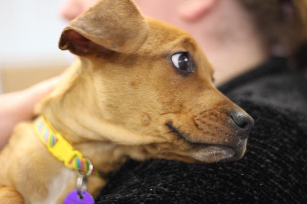 Enlarge Kilo, a Adopted mixed breed in Rockford, IL image 6/6