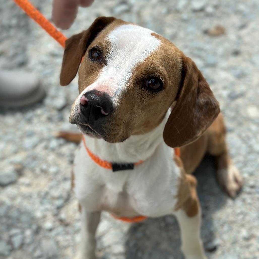 Elphaba 26-0317, a Adoptable Beagle in Yanceyville, NC image 1/3