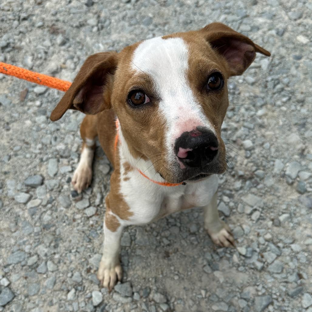 Elphaba 26-0317, a Adoptable Beagle in Yanceyville, NC image 2/3