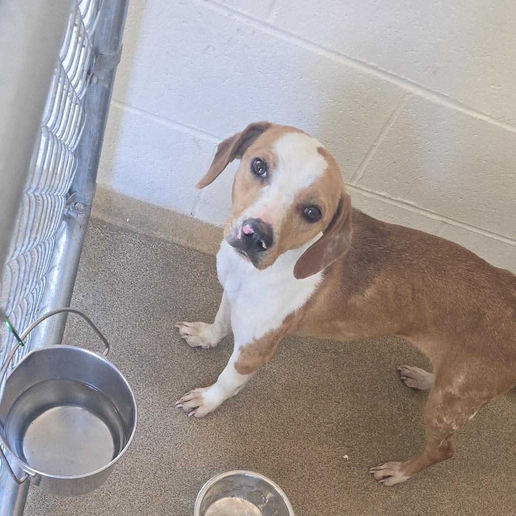 Elphaba 26-0317, a Adoptable Beagle in Yanceyville, NC image 3/3