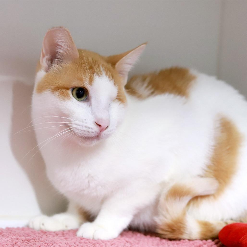 Sheldon — thumbnail 3