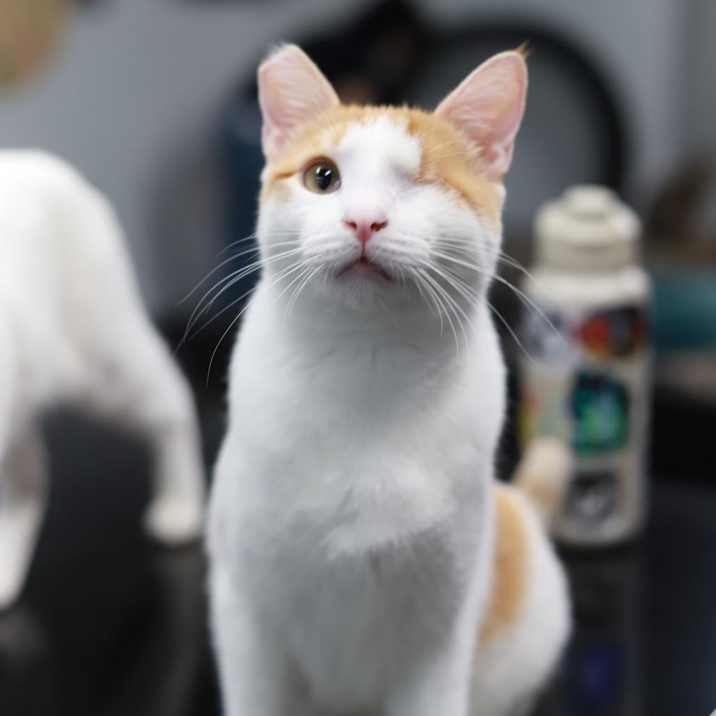 Sheldon — thumbnail 5