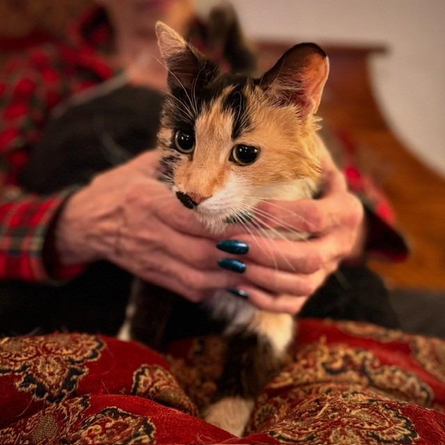 Marley, Adoptable, Young Female Domestic Short Hair.