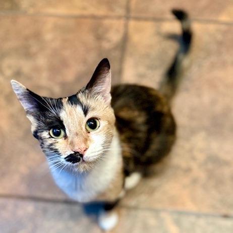Enlarge Marley, a Adoptable Domestic Short Hair in Las Vegas, NV image 2/2