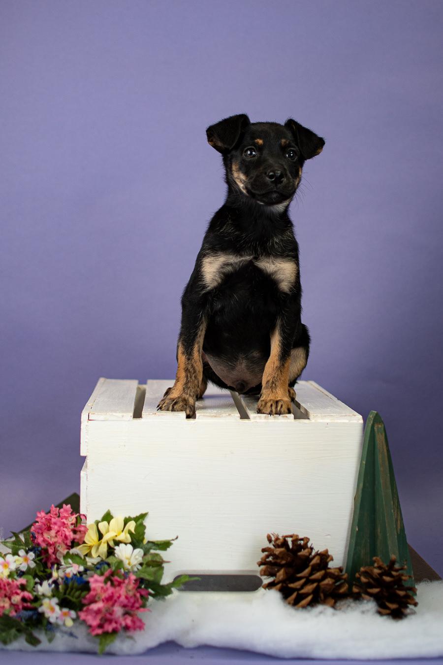 Enlarge 3-26, a ADOPTABLE mixed breed in Brighton, CO image 1/1
